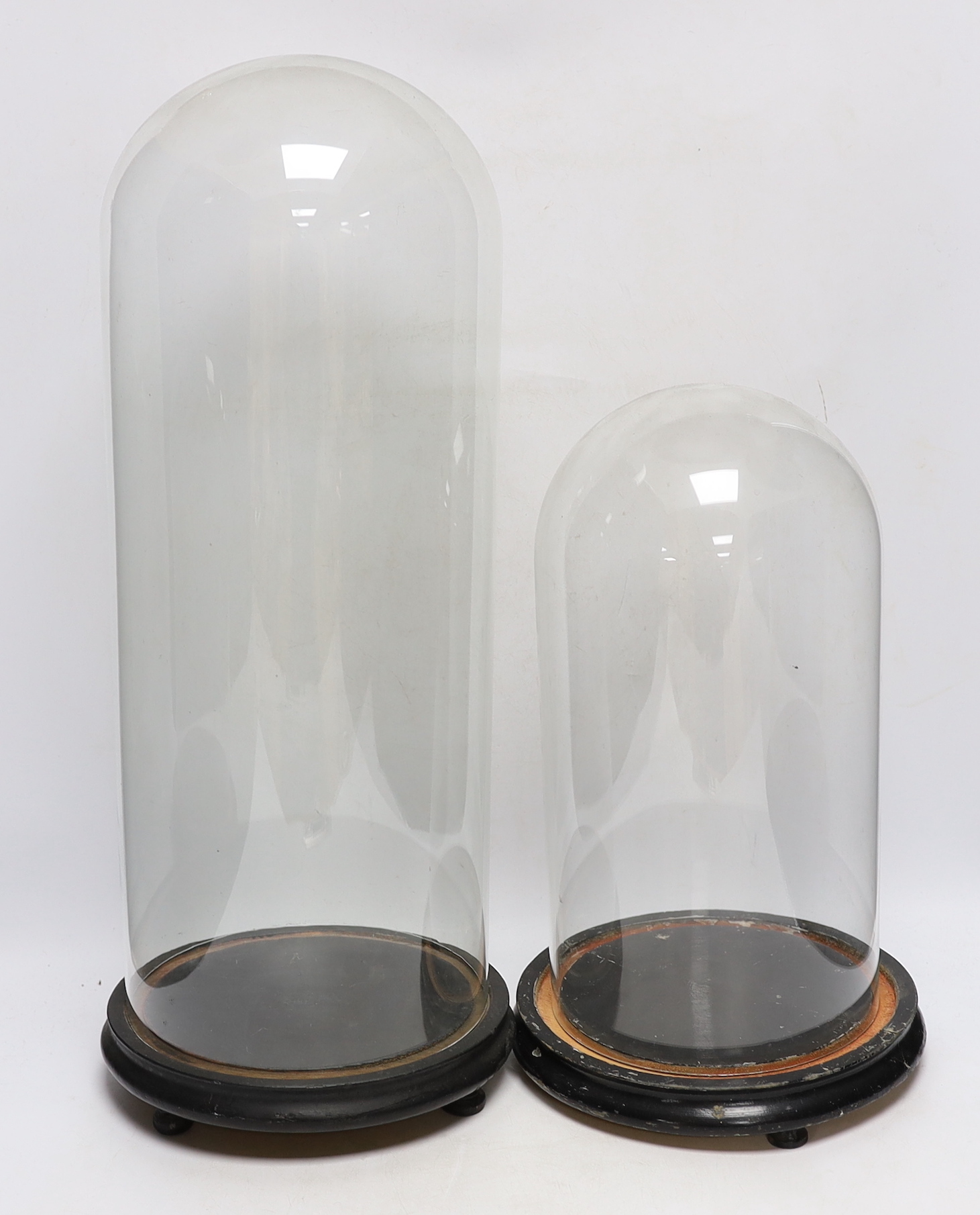 Two glass domes on stands, largest 55cm high